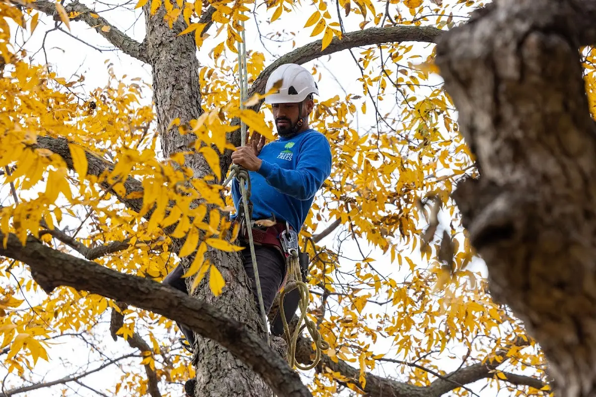 Skilled Tree Pruning crew working in Roscoe